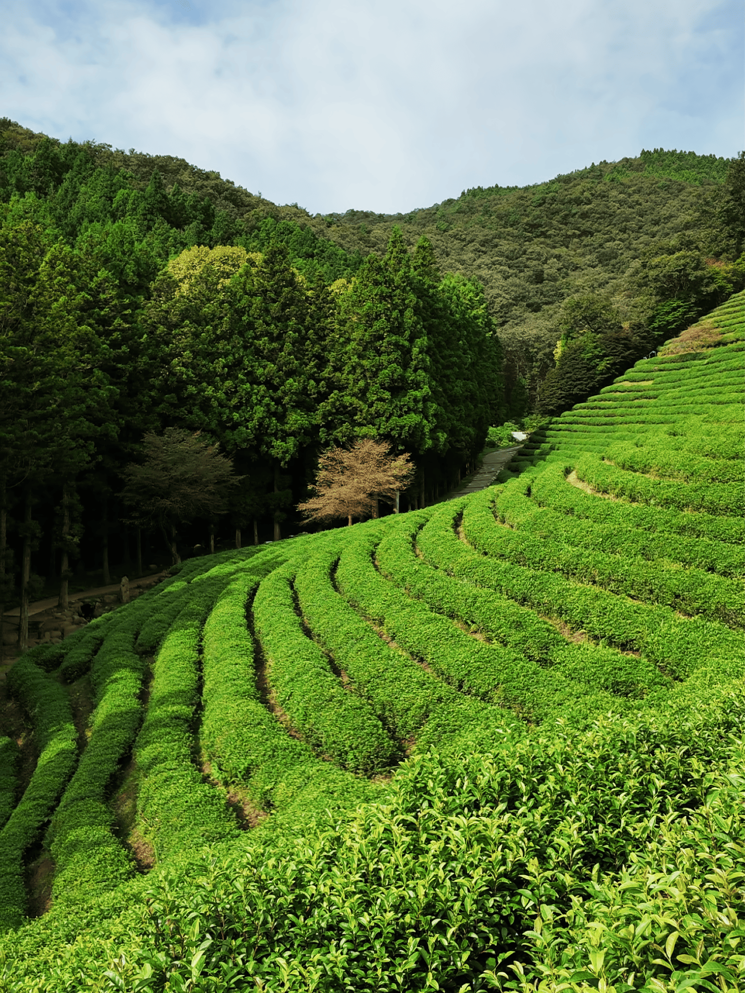 Champs de thé de la plantation touristique Daehan Dawon, à Boseong, en Corée du Sud.